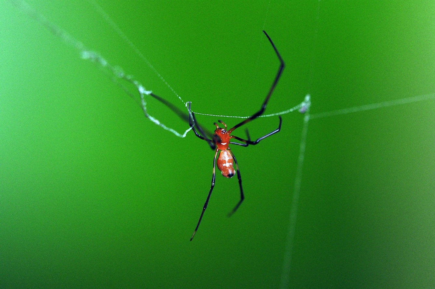 taxo4254 Argyrodes flavescens